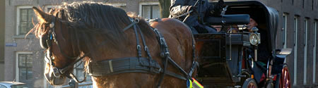 Paard en Koetsier